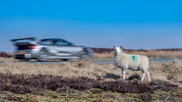 Noble M400 icon – sheep