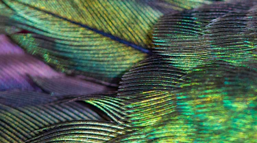 Rolls Royce Phantom Hummingbird