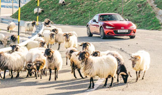 Mazda MX5 sheep