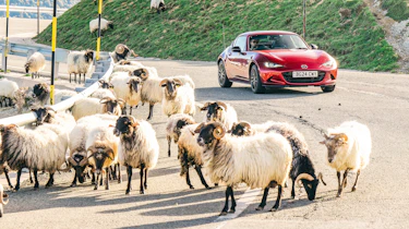 Mazda MX5 sheep