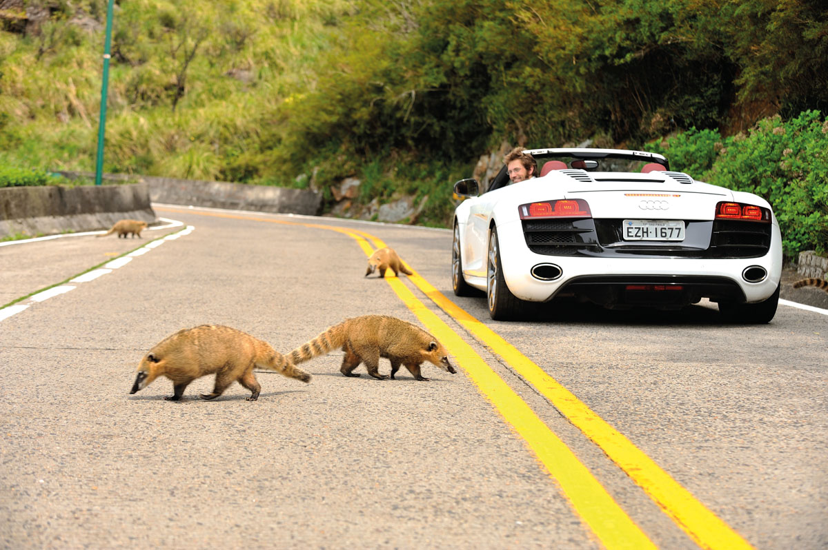 Wild Raccoons