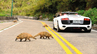 Wild Raccoons