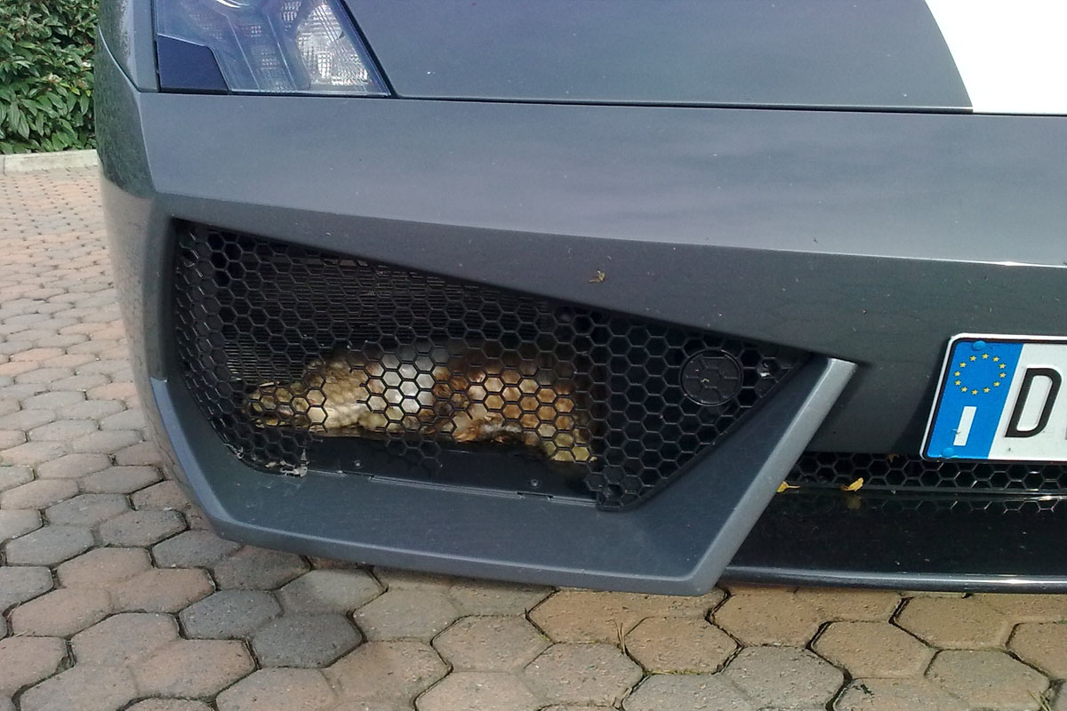 Lamborghini Gallardo Balboni grille