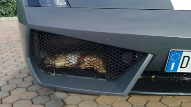 Lamborghini Gallardo Balboni grille